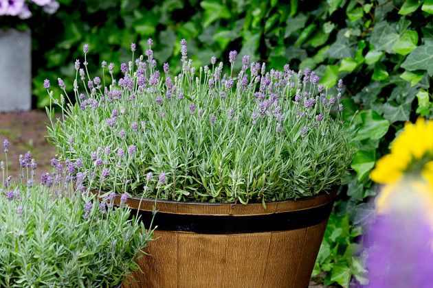 Lavandula Cleo, Evanthia