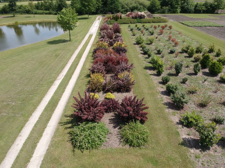 Waarnemingen van <i>Physocarpus</i> in het tuinbouwcentrum van de landbouwkamer van Sleeswijk-Holstein in Ellerhoop, begin juni 2020, vanuit vogelperspectief
