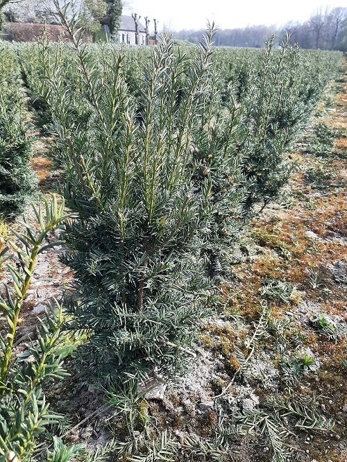 Vierjarige <i>Taxus baccata</i> 'Best Hedge' op de kwekerij