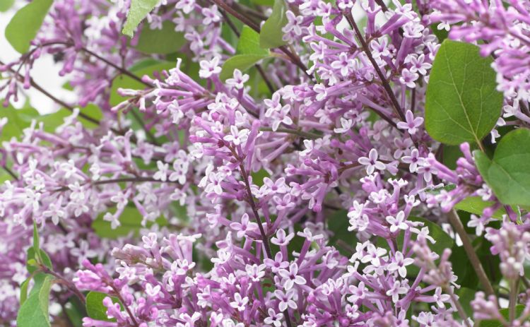 Close up van Syringa Flowerfesta Purple