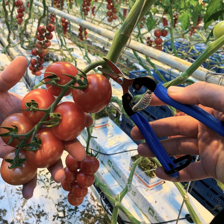 Amevo fruitschaartje met vernikkeld snijgedeelte