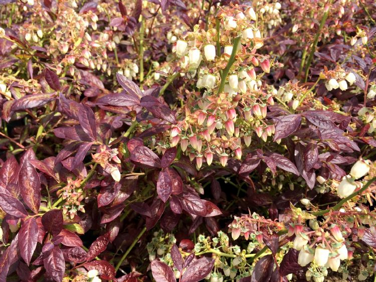 Vaccinium Cabernet Splash in bloei