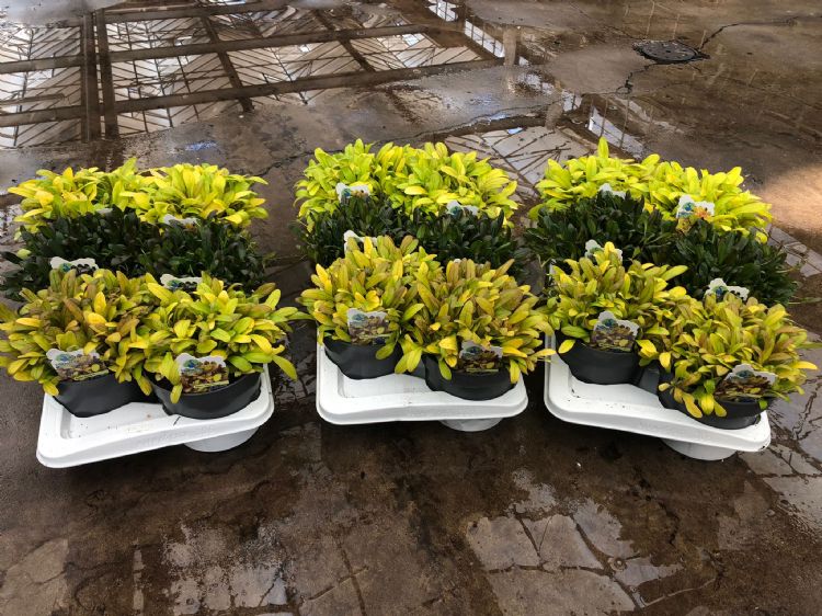 Mix van Ajuga Feathered Friends in P17