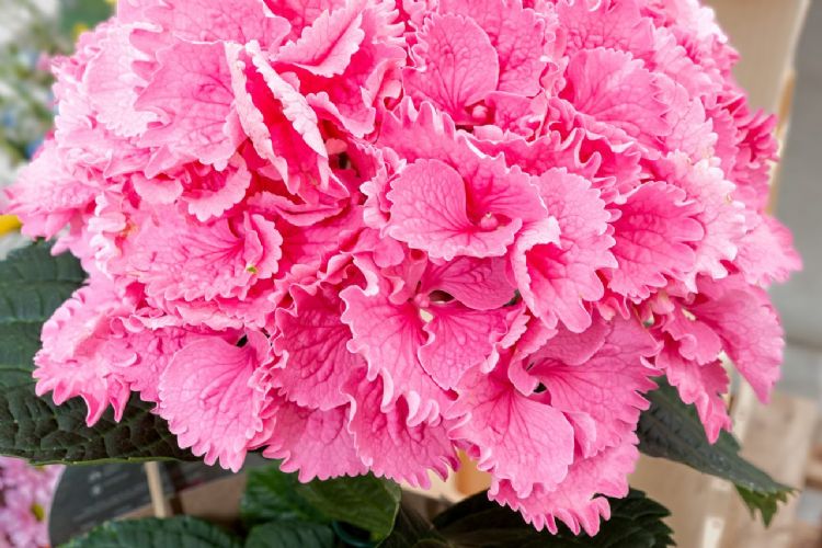 Opvallende bloem van de prijswinnende Hydrangea ‘Fusion-Raspberry'