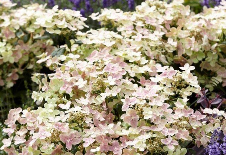 Hydrangea paniculata Switch Ophelia