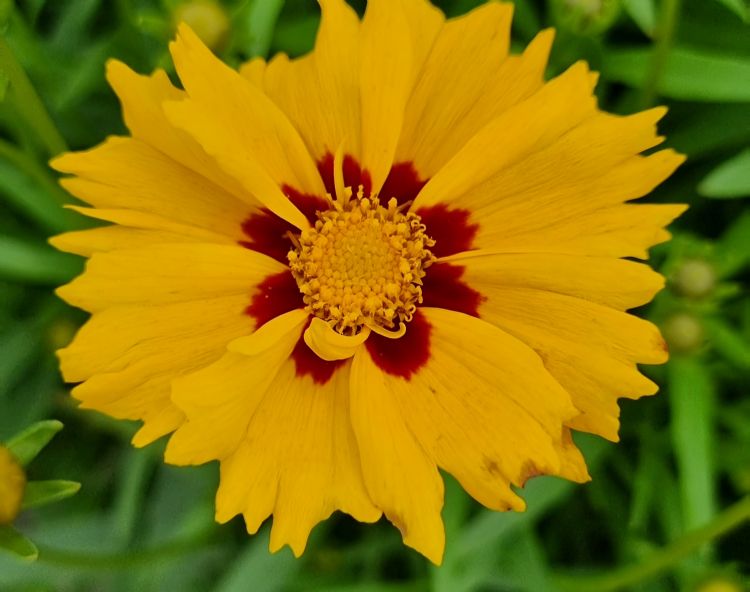  Bloem van <i>Coreopsis grandiflora</i> Solar Mellow 