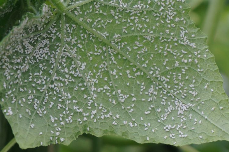 Witte vlieg Witte vlieg