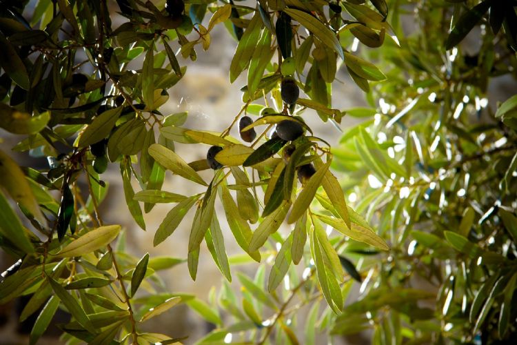 In Italië zijn al 2 miljoen olijfbomen verloren gegaan door Xylella.