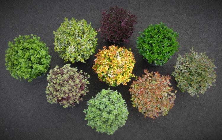 De inzending 'Colours in Shape' voor Beste Marktintroductie