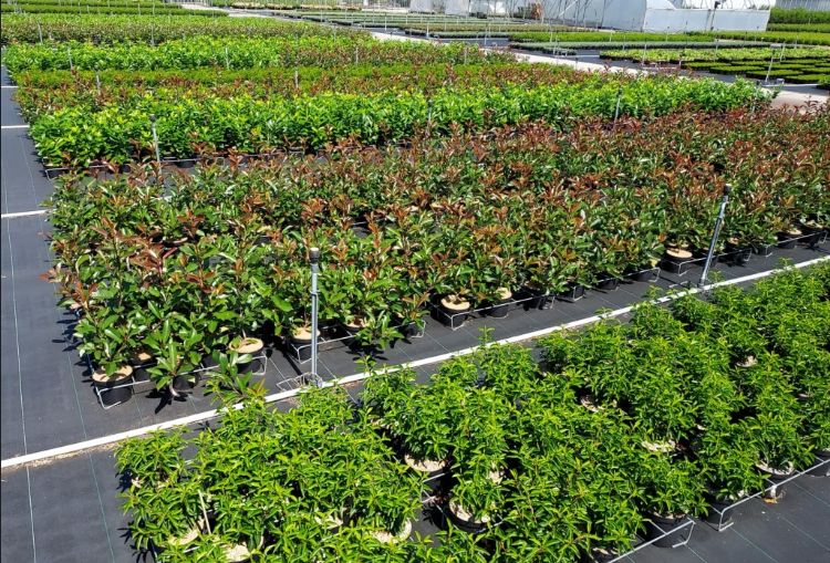 Proef met veenarme teelt op Onderzoekskwekerij Boomteelt en Vasteplantenteelt