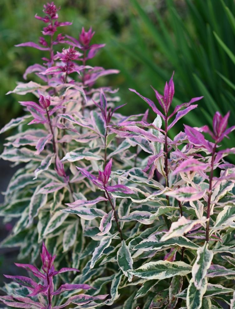 Phlox Olympus