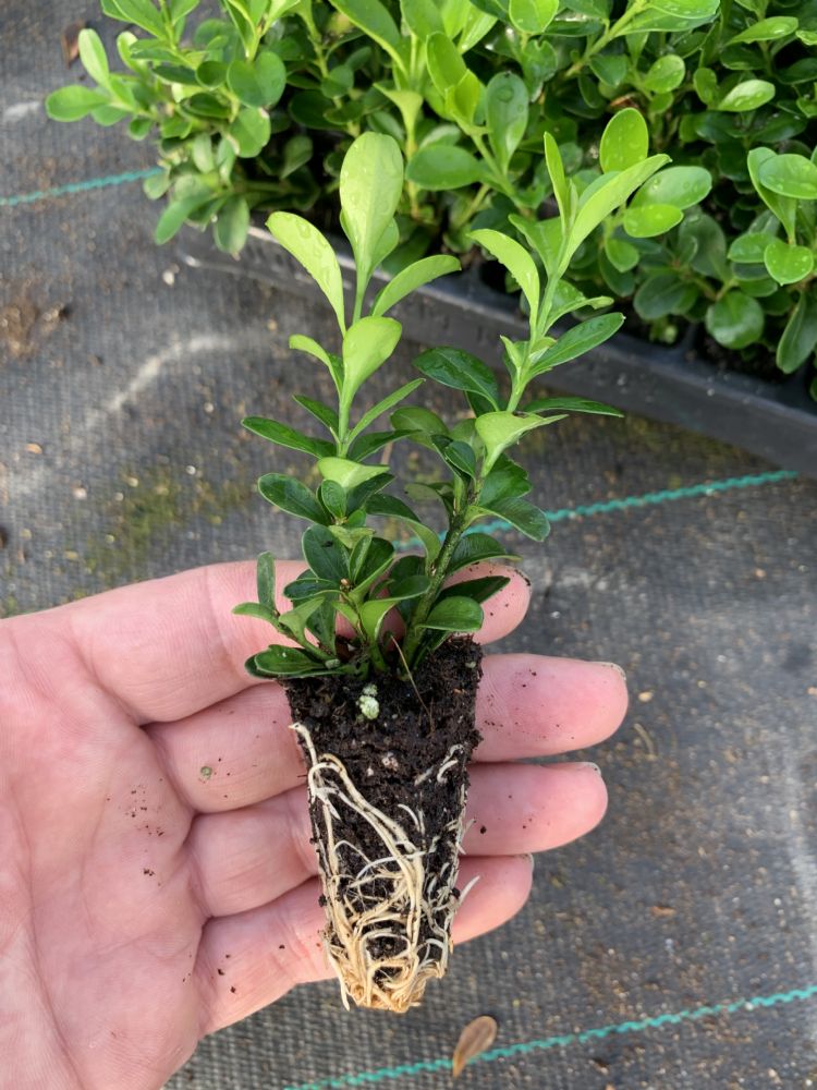 Een medewerker van Wilbert Stek met de plant Independence