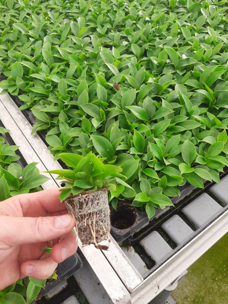 De stek van <i>Philodendron</i> komt gemakkelijk uit de tray