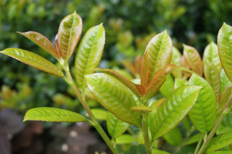 <i>Prunus laurocerasus</i> Ani met rode uitlopers