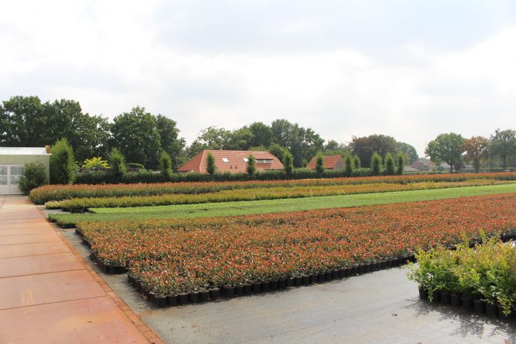 Smart Plants Potcultuur in Venhorst