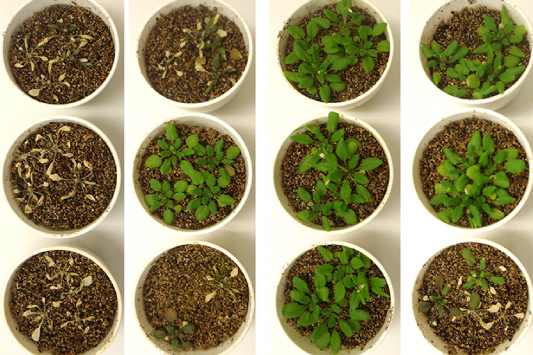 Arabidopsis na vier weken: twee weken met en twee zonder water; de grond niet voorbehandeld (links) en (naar rechts) met oplopende gehaltes ethanol. Het middelste gehalte bleek het meest effectief