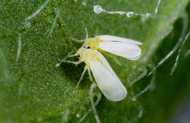 Tabakswittevlieg, Bemisia tabaci