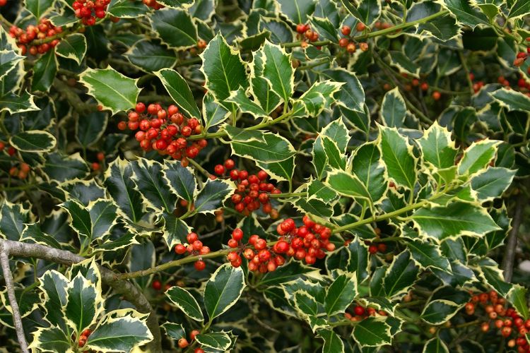 <i>Ilex aquifolium</i> 'Argentea Marginata'