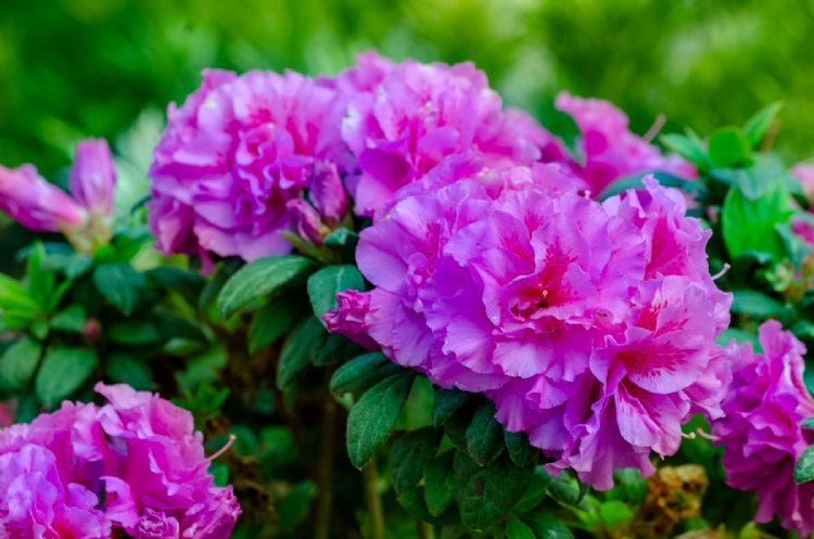 Rhododendron Encore Majesty