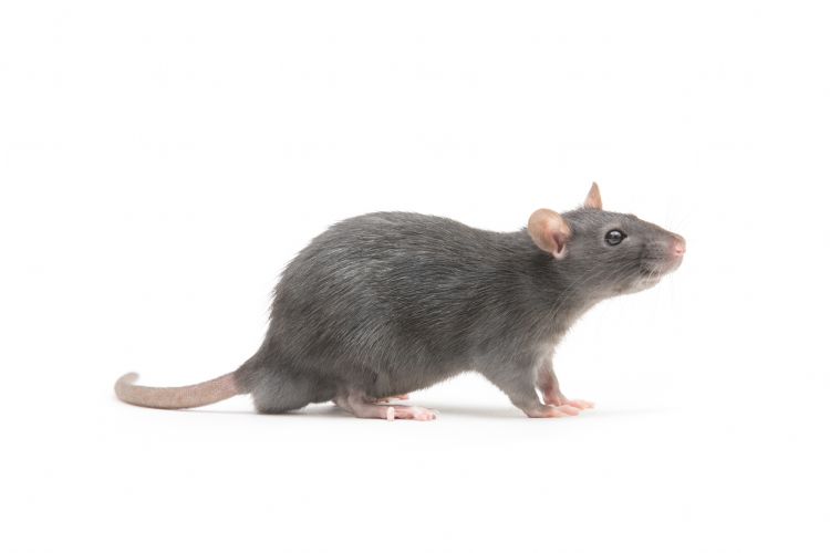 De bestrijding van ratten en muizen komt onder druk te staan.