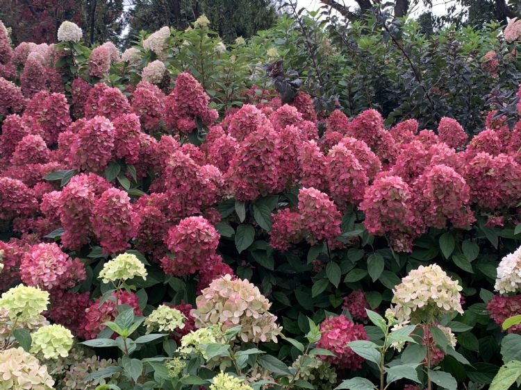 <i>Hydrangea paniculata</i> Bonfire verschiet in de loop van het seizoen van kleur.
