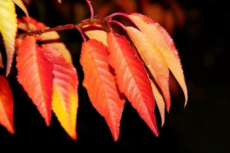 <i>Prunus</i> ROYAL FLAME ('Mieke'PBR) in de herfst