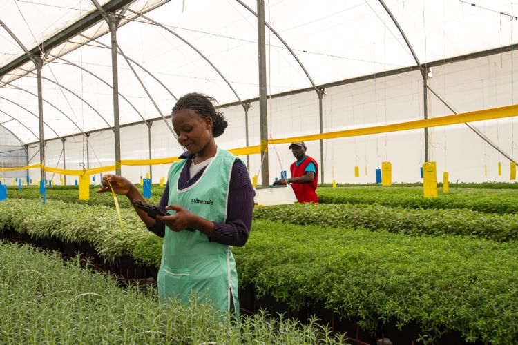 Verzorgen van moerplanten in Kenia