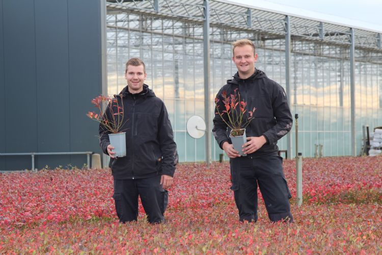 Niek Vergeldt (rechts) en collega Stef Tissen tussen de blauwe bessen