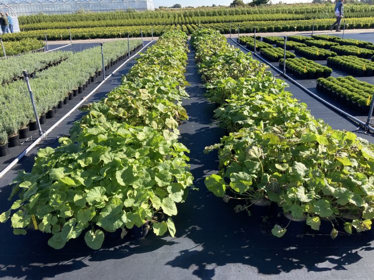 Roestproof stokroos (<i>Alcea</i>)
