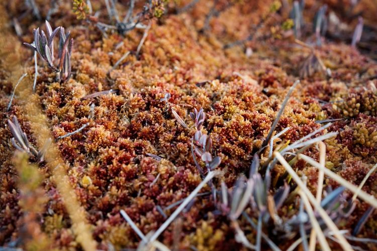 Ook Sphagnum, levend veenmos, biedt perspectief
