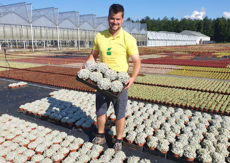 Jef Gielis jr. bij Belgicactus met <i>Sempervivum</i> 'Arctic White'