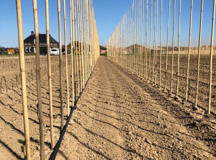 Efficiënt watergeven met druppelirrigatie