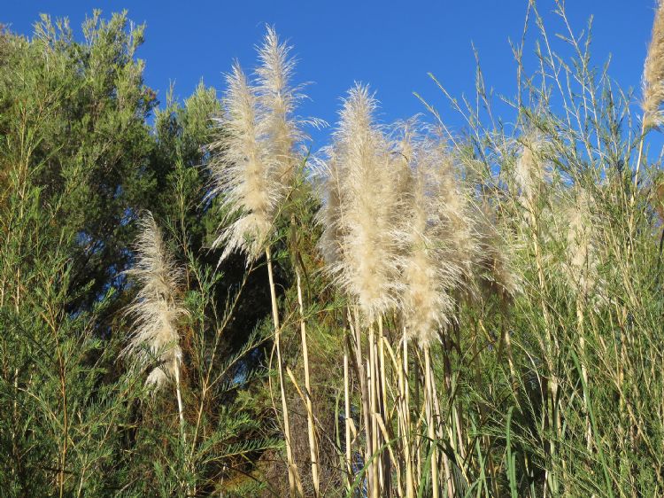 Cortaderia selloana
