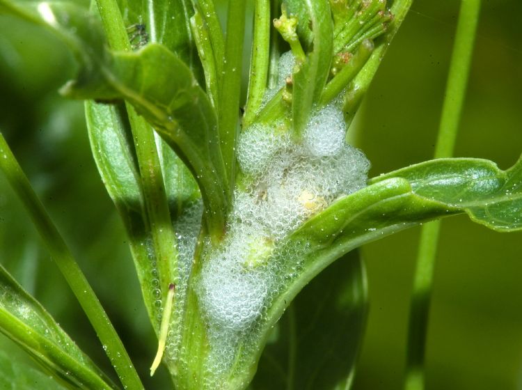 Onder meer schuimbeestjes spelen een rol bij de verspreiding van Xylella