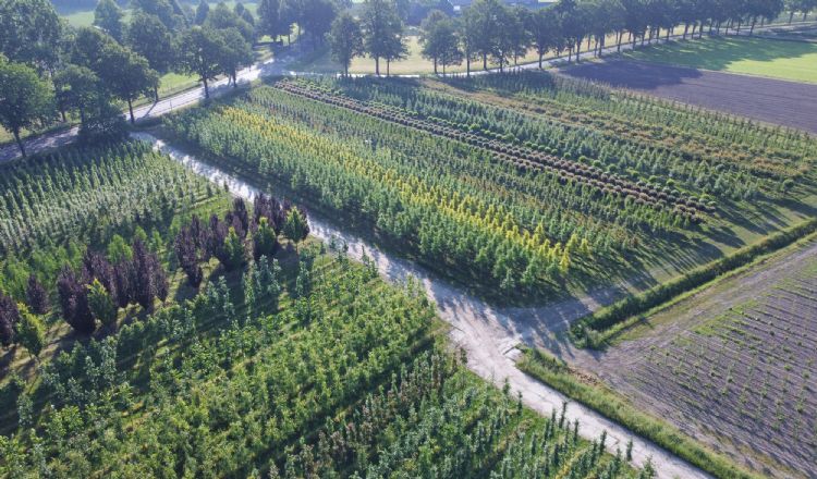 foto: Boomkwekerij Udenhout