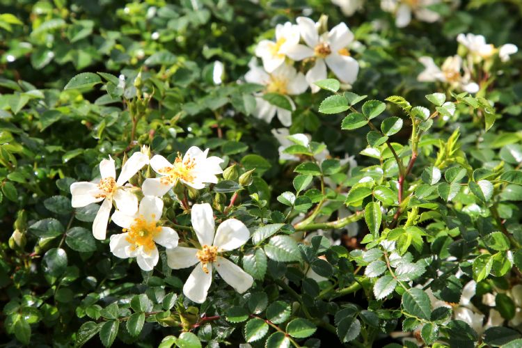 Rosa 'Green Summer'®