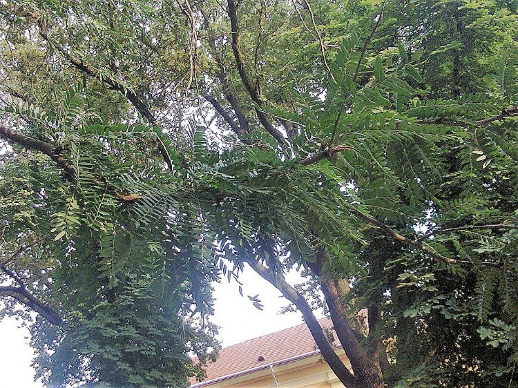 Gleditsia triacanthos