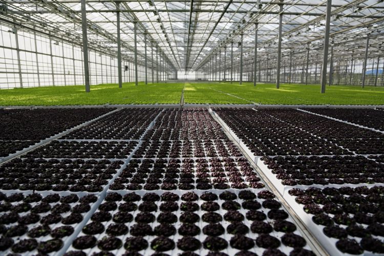 De kwaliteit van het water is cruciaal voor de kwaliteit van de teelt