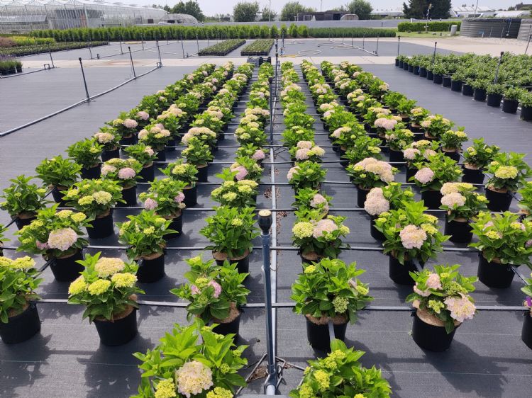 <i>Hydrangea</i>-veld tijdens proef bij Delphy