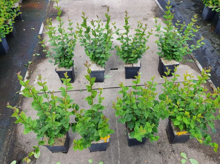 Sering, basisbemesting CRF (achter zonder Blue-N, voor met Blue-N)