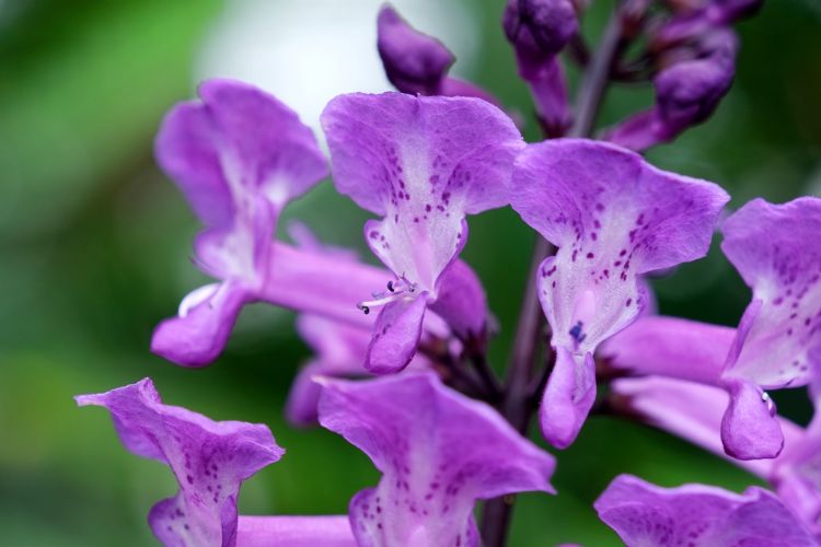 Bloemen van <i>Plectranthus</i> 'Magic Mona Purple'