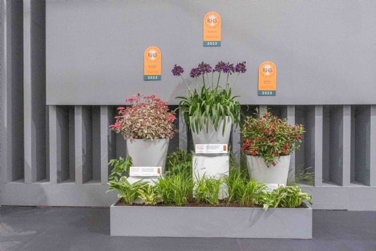 Agapanthus</i> BlackJack ('Dwaghyb02') is de winnaar van de show