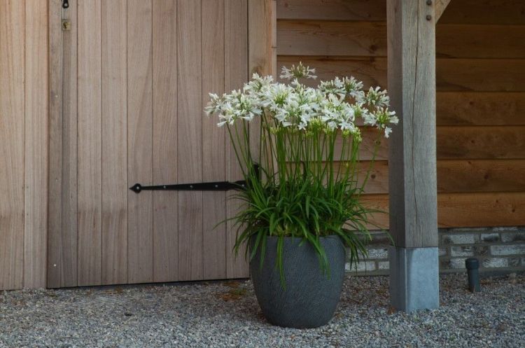 Agapanthus praecox Superb White