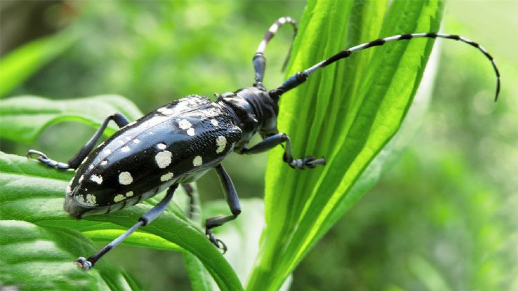 Anoplophora chinensis, foto: KKPCW, Wikimedia Commons