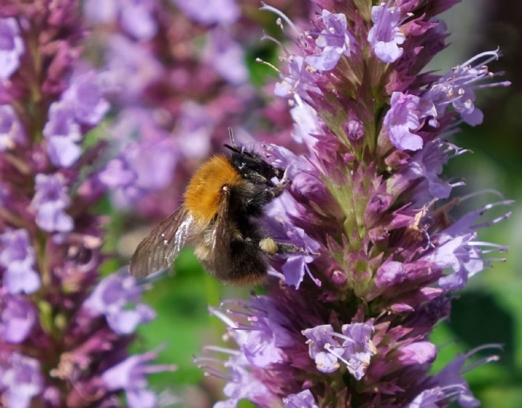 <i>Agastache</i> Beelicious Purple is aantrekkelijk voor insecten.