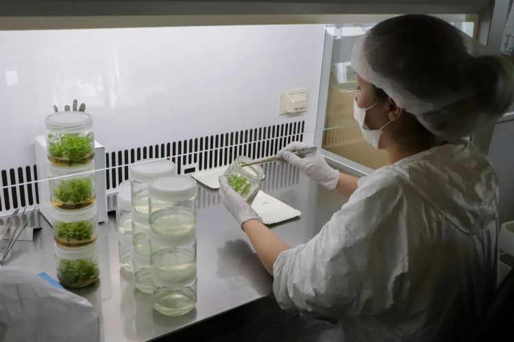 Plant Select In Vitro
