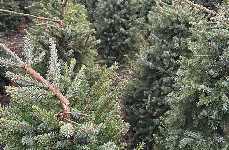 De kerstbomen met geknakte top