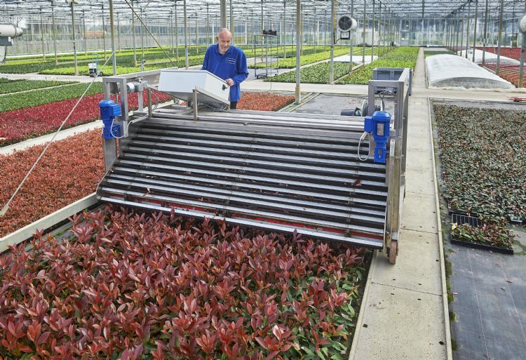 Maaien van <i>Photinia</i>-stekplanten. IBN gebruikt hiervoor een speciaal gebouwde machine.