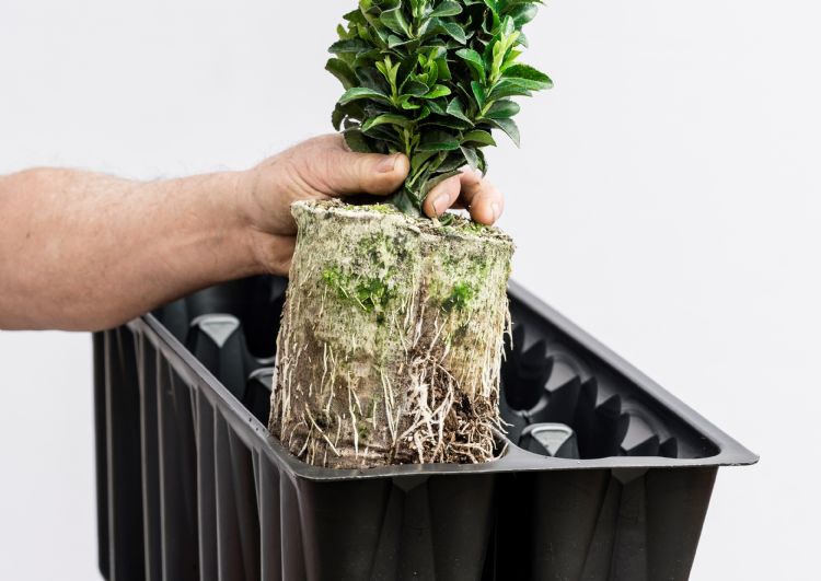 Jumbo paperpot met bijbehorende tray