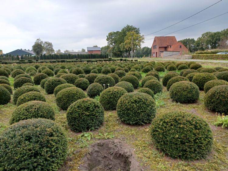De focus ligt op de snoeivormen bij de <i>Taxus</i>